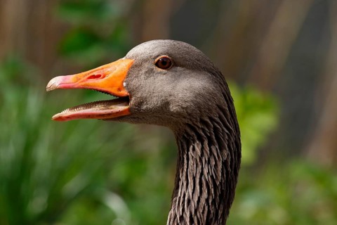 Quacking Greylag Goose (Anser anser)