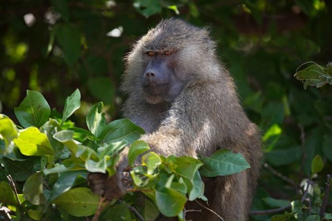 Anubis or olive baboon (Papio anubis) in tree