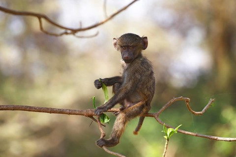 Anubis or olive baboon (Papio anubis)