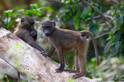 Anubis or olive baboon (Papio anubis)