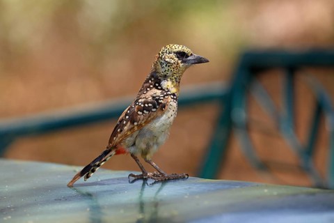 D'Arnaud's barbet (Trachyphonus darnaudii)