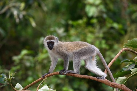 Vervet Monkey