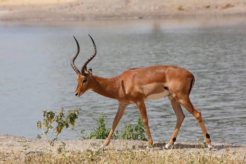 Impala (Aepyceros melampus)