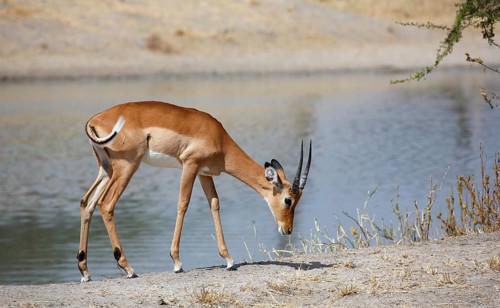 Impala (Aepyceros melampus)