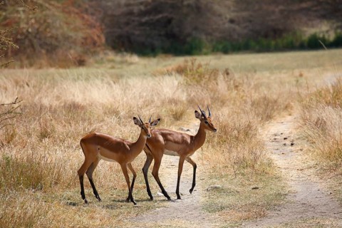 Impala (Aepyceros melampus)