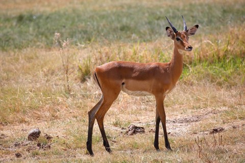 Impala (Aepyceros melampus)