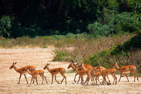 Impala (Aepyceros melampus)