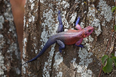 Mwanza flat-headed rock agama (Agama mwanzae) climbing tree trunk