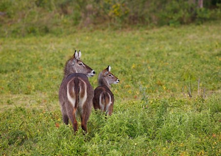 Waterbuck (Kobus ellipsiprymnus)