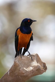 Hildebrandt's starling (Lamprotornis hildebrandti)