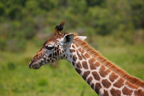 Maasai giraffe (Giraffa camelopardalis)
