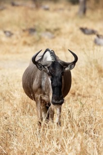Wildebeest (Connochaetes sp.)