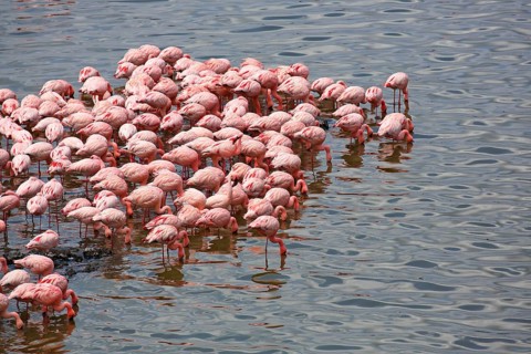 Lesser flamingos (Phoeniconaias minor)