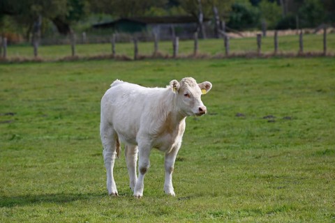 Charolais calf (Bos primigenius taurus) on a pasture
