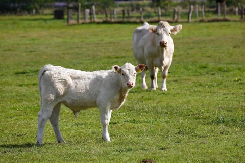 Charolais (Bos primigenius taurus)