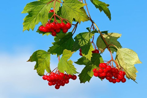 Guelder rose (Viburnum opulus)