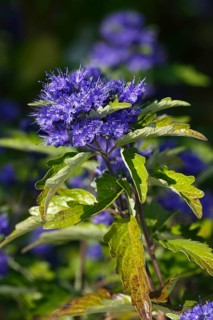 Caryopteris x clandonensis (Caryopteris x clandonensis)