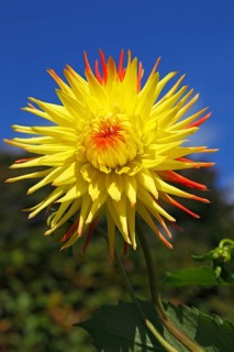 Cactus dahlia (Dahlia)