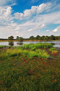 Moor landscape