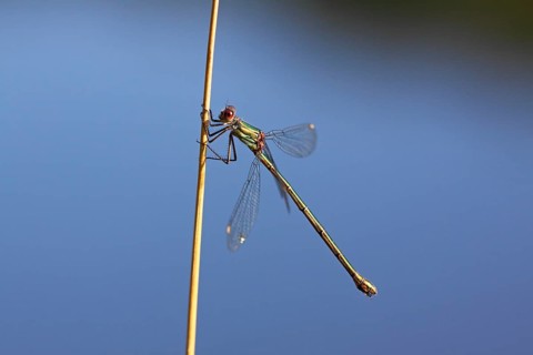 Willow Emerald Damselfly (Chalcolestes viridis)