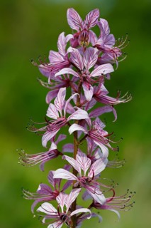Burning bush (Dictamnus albus)