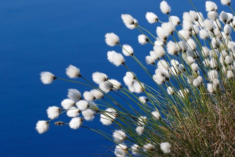 Flowering hare's-tail cottongrass (Eriophorum vaginatum)