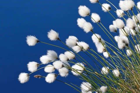 Flowering hare's-tail cottongrass (Eriophorum vaginatum)