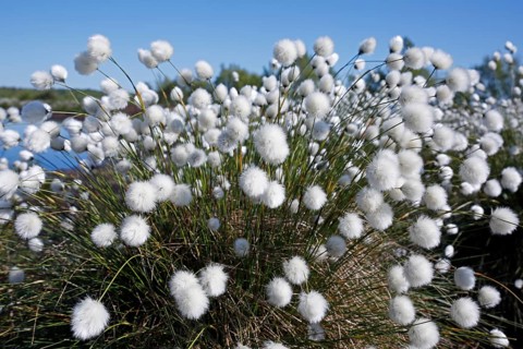 Flowering hare's-tail cottongrass (Eriophorum vaginatum)