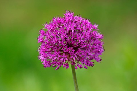 Allium aflatunense (Allium aflatunense)