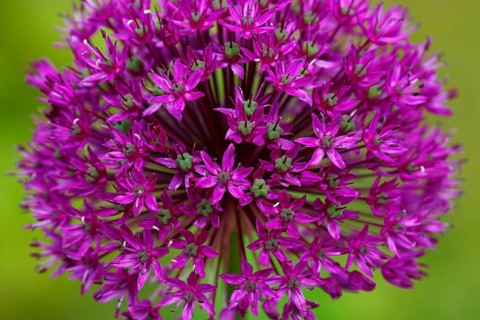 Allium aflatunense (Allium aflatunense)