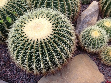 Golden barrel cactus (Echinocactus grusonii)