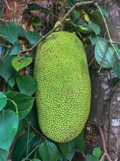 Jackfruit (Artocarpus heterophyllus) on tree