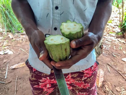 Farm worker holding sliced unripe cocoa fruit with cocoa beans in his hands