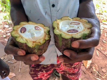 Farm worker holding sliced ripe cocoa fruit with cocoa beans in his hands