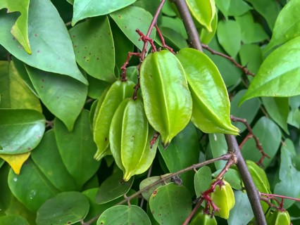 Carambola (Averrhoa carambola) on tree