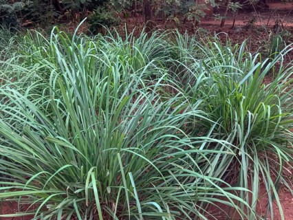Lemon grass (Cymbopogon citratus)