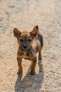 Young street dog