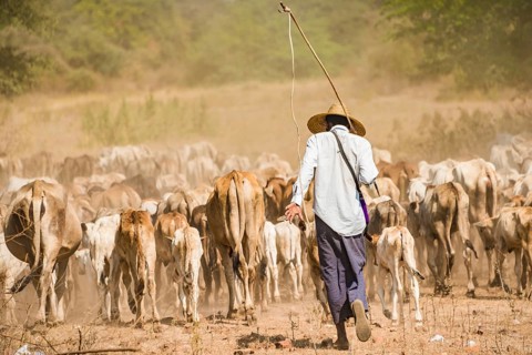 Cattle drover
