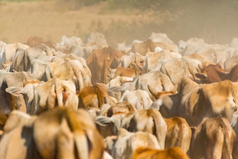 Cow herd