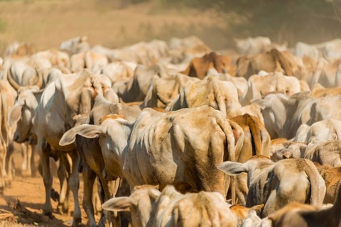 Cow herd