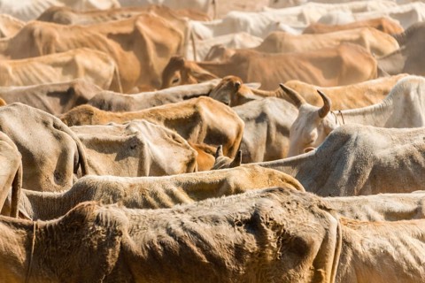 Cow herd