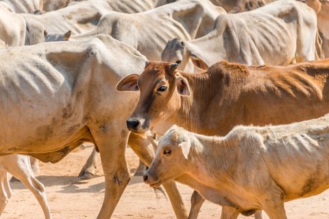 Cow herd