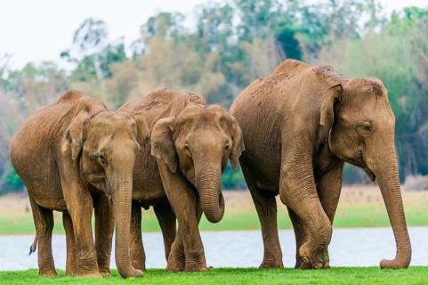 Family of Asian elephants or Indian elephants (Elephas maximus)