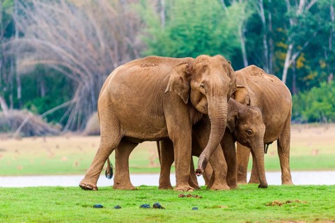 Family of Asian elephants or Indian elephants (Elephas maximus)