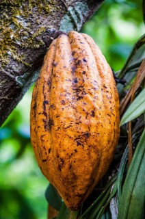 Yellow cocoa pod (Theobroma cacao) growing in spice garden