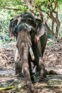 Asian elephant (Elephas maximus) working with chains at elephant sanctuary