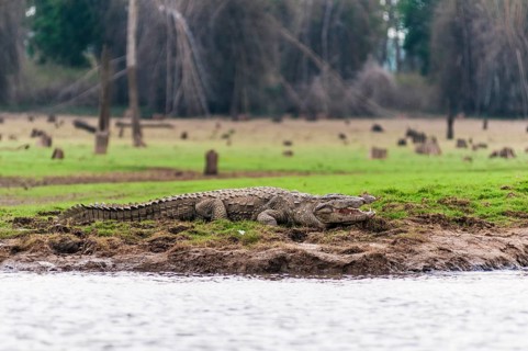 Marsh Crocodile (Crocodylus palustris)