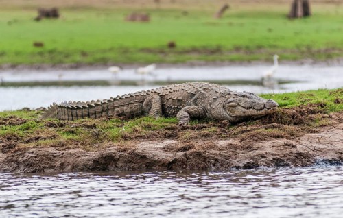 Marsh Crocodile (Crocodylus palustris)