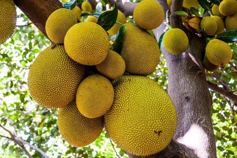 Jackfruit (Artocarpus heterophyllus) with lots of yellow fruit hanging on tree