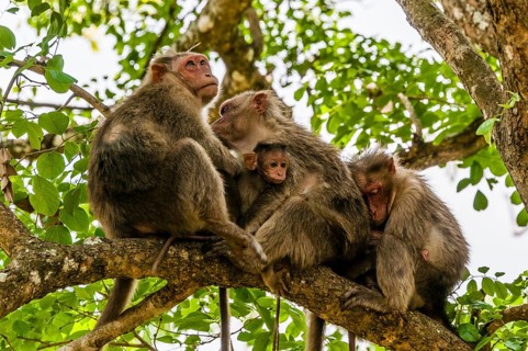 Rhesus macaques (Macaca mulatta) sitting huddled on tree branch